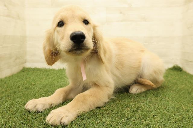 北海道のゴールデンレトリバー (Coo&RIKU札幌東店/2025年8月1日生まれ/女の子/ゴールド)の子犬の2枚目の画像
