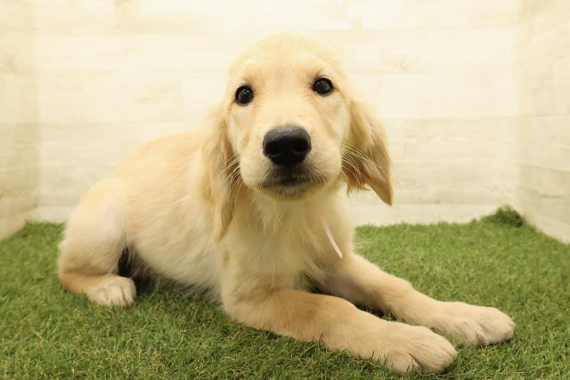 北海道のゴールデンレトリバー (Coo&RIKU札幌東店/2025年8月1日生まれ/女の子/ゴールド)の子犬の3枚目の画像