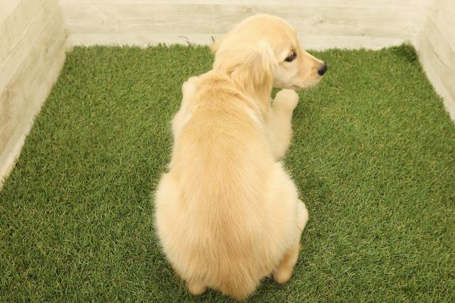 北海道のゴールデンレトリバー (Coo&RIKU札幌東店/2025年8月1日生まれ/女の子/ゴールド)の子犬の4枚目の画像