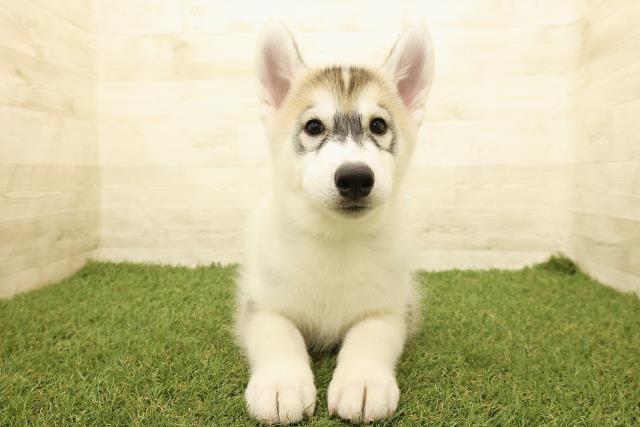 長野県のシベリアンハスキー (Coo&RIKU長野店/2025年8月8日生まれ/男の子/シルバーホワイト)の子犬の1枚目の画像