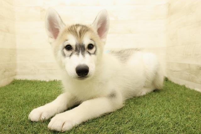 長野県のシベリアンハスキー (Coo&RIKU長野店/2025年8月8日生まれ/男の子/シルバーホワイト)の子犬の2枚目の画像