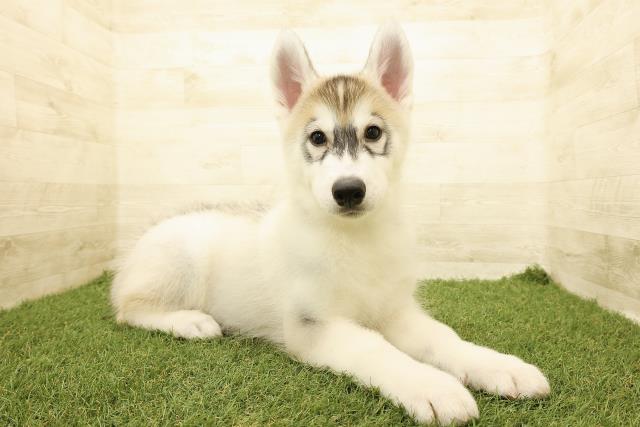 長野県のシベリアンハスキー (Coo&RIKU長野店/2025年8月8日生まれ/男の子/シルバーホワイト)の子犬の3枚目の画像