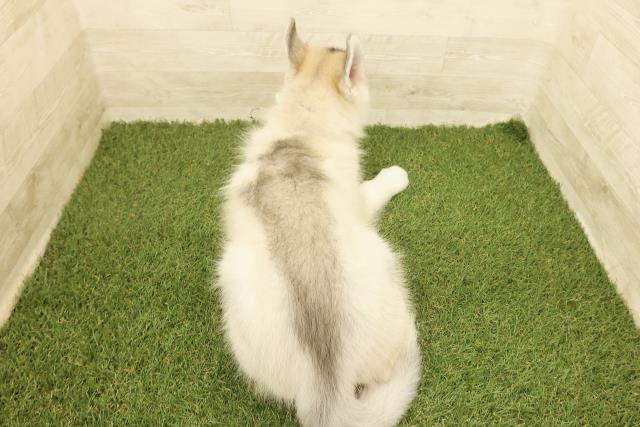 長野県のシベリアンハスキー (Coo&RIKU長野店/2025年8月8日生まれ/男の子/シルバーホワイト)の子犬の4枚目の画像