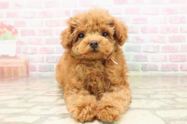 福島県のトイプードル(トイ) (Coo&RIKU福島店/2025年8月20日生まれ/女の子/レッド)の子犬の1枚目の画像