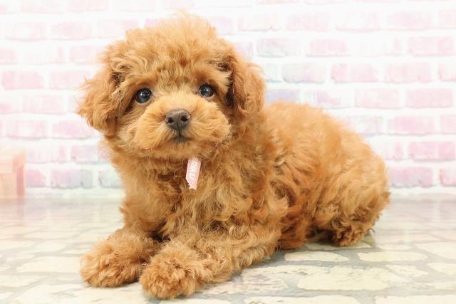 福島県のトイプードル(トイ) (Coo&RIKU福島店/2025年8月20日生まれ/女の子/レッド)の子犬の2枚目の画像