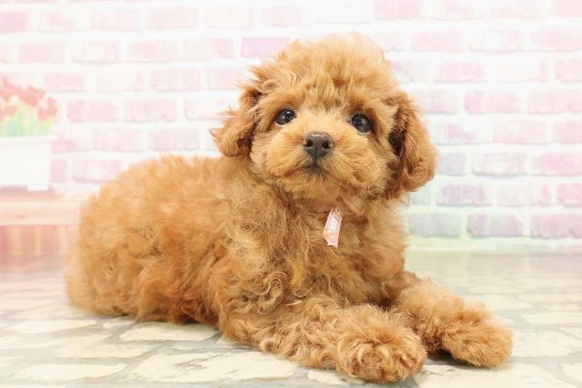 福島県のトイプードル(トイ) (Coo&RIKU福島店/2025年8月20日生まれ/女の子/レッド)の子犬の3枚目の画像