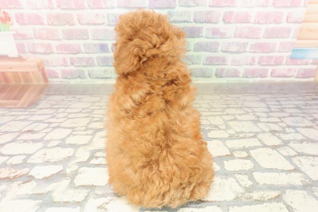 福島県のトイプードル(トイ) (Coo&RIKU福島店/2025年8月20日生まれ/女の子/レッド)の子犬の4枚目の画像