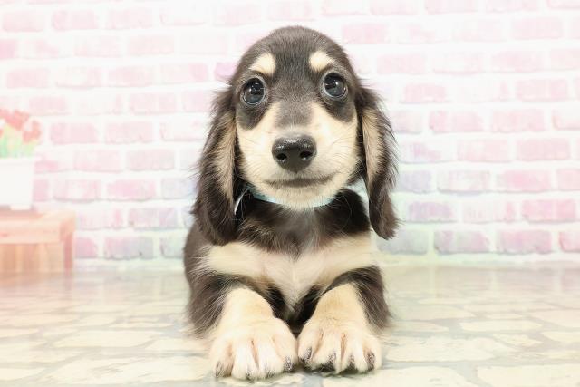 長野県のミニチュアダックスフンド(ロング) (Coo&RIKU綿半庄内店/2025年8月26日生まれ/男の子/ブラックイエロー)の子犬