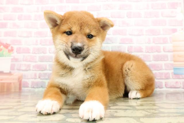 神奈川県の柴犬(標準サイズ) (Coo&RIKU長津田店/2025年8月29日生まれ/男の子/赤)の子犬の2枚目の画像