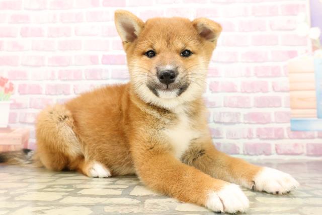 神奈川県の柴犬(標準サイズ) (Coo&RIKU長津田店/2025年8月29日生まれ/男の子/赤)の子犬の3枚目の画像