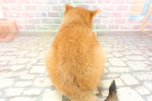 神奈川県の柴犬(標準サイズ) (Coo&RIKU長津田店/2025年8月29日生まれ/男の子/赤)の子犬の4枚目の画像