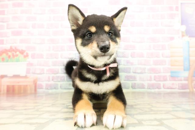 埼玉県の柴犬(標準サイズ) (Coo&RIKUアニマルケアセンター大宮/2025年8月29日生まれ/女の子/黒)の子犬