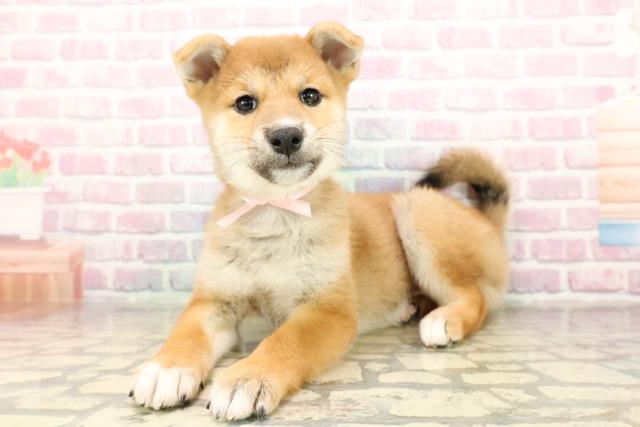 秋田県の柴犬(標準サイズ) (Coo&RIKU秋田店/2025年8月29日生まれ/女の子/赤)の子犬の2枚目の画像