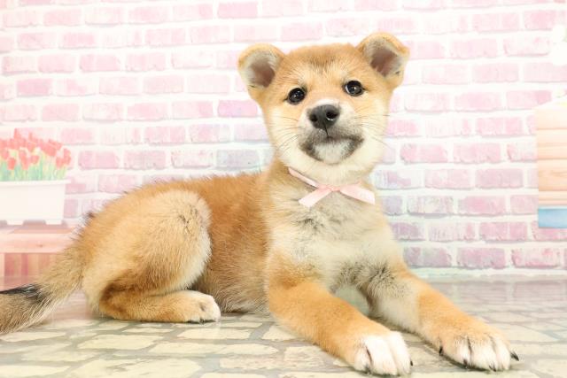 秋田県の柴犬(標準サイズ) (Coo&RIKU秋田店/2025年8月29日生まれ/女の子/赤)の子犬の3枚目の画像