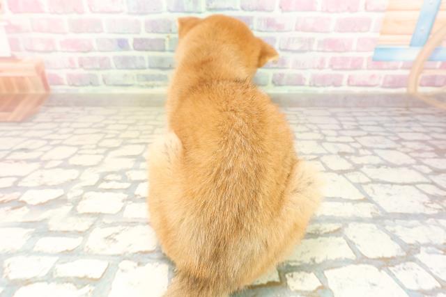 秋田県の柴犬(標準サイズ) (Coo&RIKU秋田店/2025年8月29日生まれ/女の子/赤)の子犬の4枚目の画像