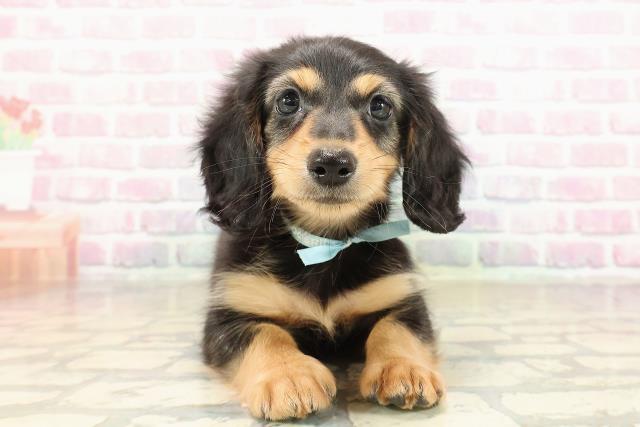 鳥取県のミニチュアダックスフンド(ロング) (Coo&RIKUラ・ムー鳥取東店/2025年8月30日生まれ/男の子/ブラックタン)の子犬の1枚目の画像