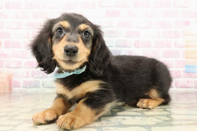 鳥取県のミニチュアダックスフンド(ロング) (Coo&RIKUラ・ムー鳥取東店/2025年8月30日生まれ/男の子/ブラックタン)の子犬の2枚目の画像