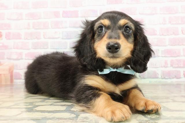 鳥取県のミニチュアダックスフンド(ロング) (Coo&RIKUラ・ムー鳥取東店/2025年8月30日生まれ/男の子/ブラックタン)の子犬の3枚目の画像