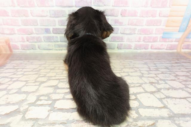 鳥取県のミニチュアダックスフンド(ロング) (Coo&RIKUラ・ムー鳥取東店/2025年8月30日生まれ/男の子/ブラックタン)の子犬の4枚目の画像