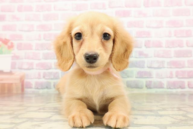 秋田県のミニチュアダックスフンド(ロング) (Coo&RIKU秋田店/2025年8月30日生まれ/女の子/イエロー)の子犬の1枚目の画像