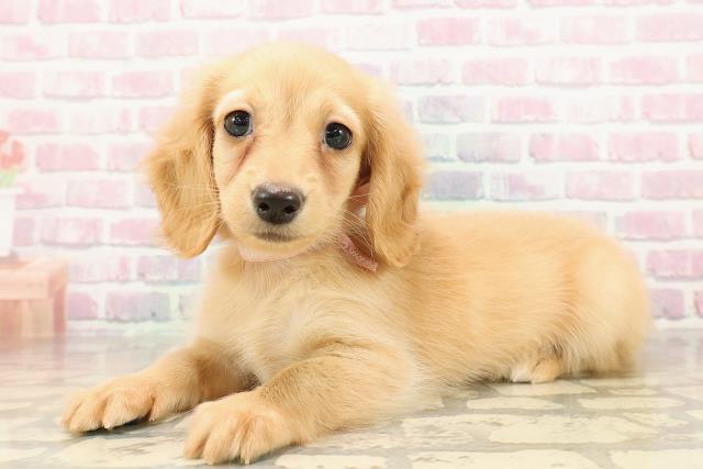 秋田県のミニチュアダックスフンド(ロング) (Coo&RIKU秋田店/2025年8月30日生まれ/女の子/イエロー)の子犬の2枚目の画像