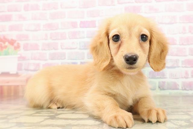 秋田県のミニチュアダックスフンド(ロング) (Coo&RIKU秋田店/2025年8月30日生まれ/女の子/イエロー)の子犬の3枚目の画像