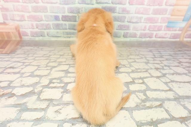 秋田県のミニチュアダックスフンド(ロング) (Coo&RIKU秋田店/2025年8月30日生まれ/女の子/イエロー)の子犬の4枚目の画像