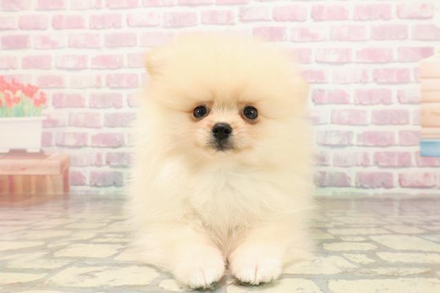 長野県のポメラニアン (Coo&RIKU松本店/2025年8月29日生まれ/男の子/クリーム)の子犬