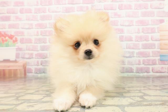 福井県のポメラニアン (Coo&RIKU福井店/2025年8月29日生まれ/女の子/クリーム)の子犬