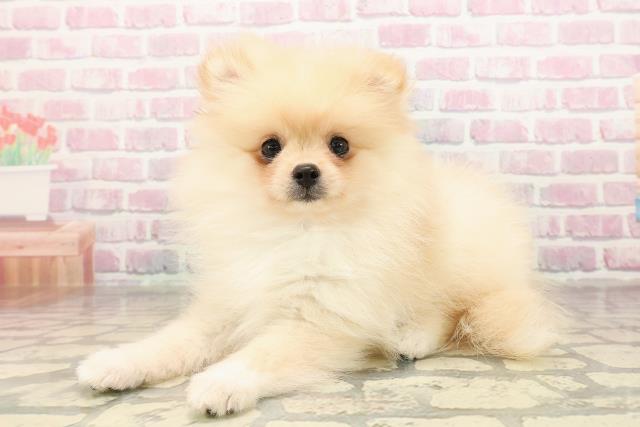 2025年8月29日生まれのポメラニアンの2枚目の写真