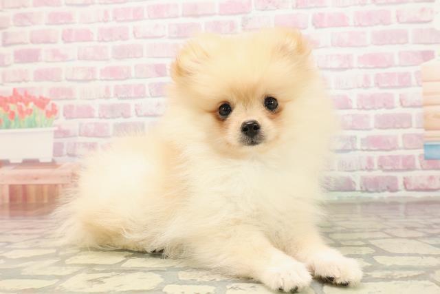 2025年8月29日生まれのポメラニアンの3枚目の写真