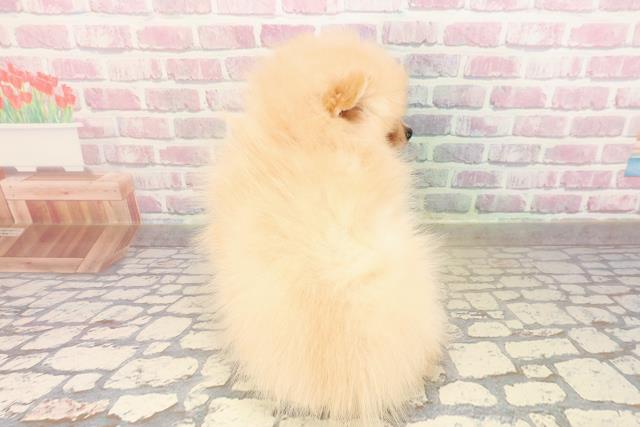 2025年8月29日生まれのポメラニアンの4枚目の写真