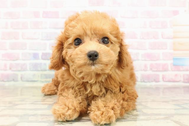 長野県のトイプードル(トイ) (Coo&RIKU綿半庄内店/2025年8月30日生まれ/女の子/レッド)の子犬