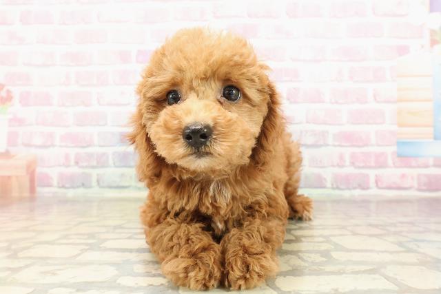 宮城県のトイプードル(トイ) (Coo&RIKU仙台太白店/2025年8月30日生まれ/女の子/レッド)の子犬の1枚目の画像