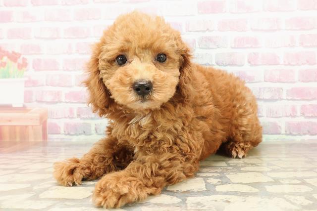 宮城県のトイプードル(トイ) (Coo&RIKU仙台太白店/2025年8月30日生まれ/女の子/レッド)の子犬の2枚目の画像