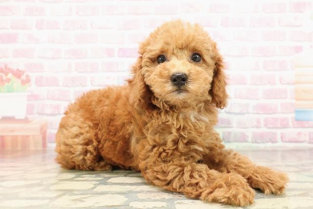 宮城県のトイプードル(トイ) (Coo&RIKU仙台太白店/2025年8月30日生まれ/女の子/レッド)の子犬の3枚目の画像