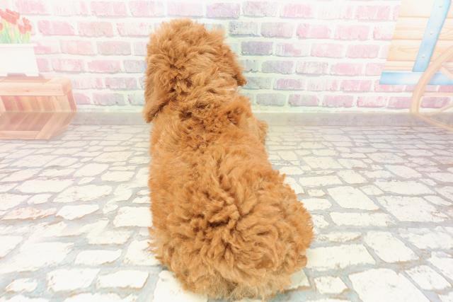 宮城県のトイプードル(トイ) (Coo&RIKU仙台太白店/2025年8月30日生まれ/女の子/レッド)の子犬の4枚目の画像