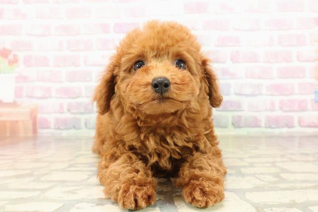 長野県のトイプードル(トイ) (Coo&RIKU長野店/2025年8月30日生まれ/女の子/レッド)の子犬