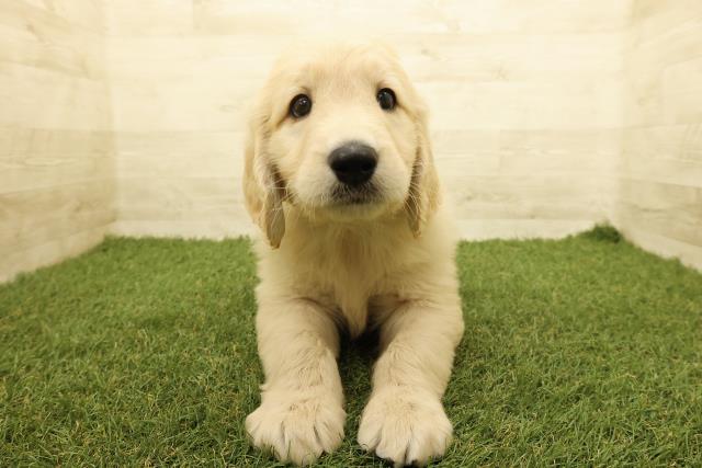 広島県のゴールデンドゥードゥル(ゴールデン×プードル) (Coo&RIKUゆめタウン大竹店/2025年9月1日生まれ/男の子/クリーム)の子犬の1枚目の画像