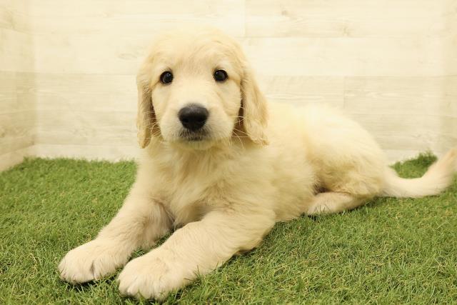 広島県のゴールデンドゥードゥル(ゴールデン×プードル) (Coo&RIKUゆめタウン大竹店/2025年9月1日生まれ/男の子/クリーム)の子犬の2枚目の画像