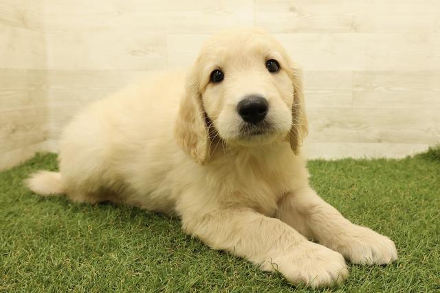 広島県のゴールデンドゥードゥル(ゴールデン×プードル) (Coo&RIKUゆめタウン大竹店/2025年9月1日生まれ/男の子/クリーム)の子犬の3枚目の画像