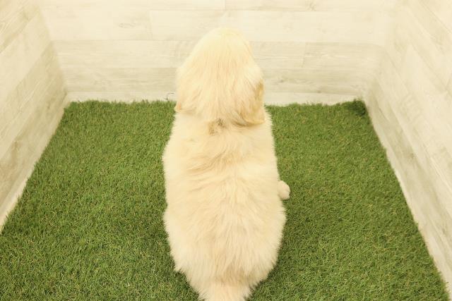 広島県のゴールデンドゥードゥル(ゴールデン×プードル) (Coo&RIKUゆめタウン大竹店/2025年9月1日生まれ/男の子/クリーム)の子犬の4枚目の画像