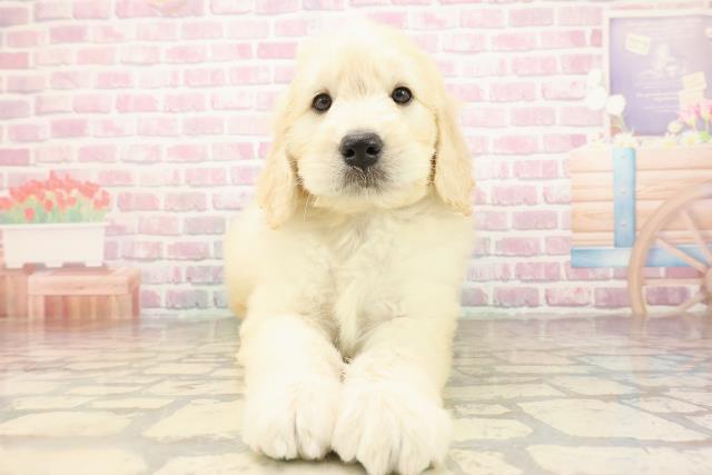 高知県のゴールデンドゥードゥル(ゴールデン×プードル) (Coo&RIKU高知御座店/2025年9月1日生まれ/男の子/クリーム)の子犬の1枚目の画像