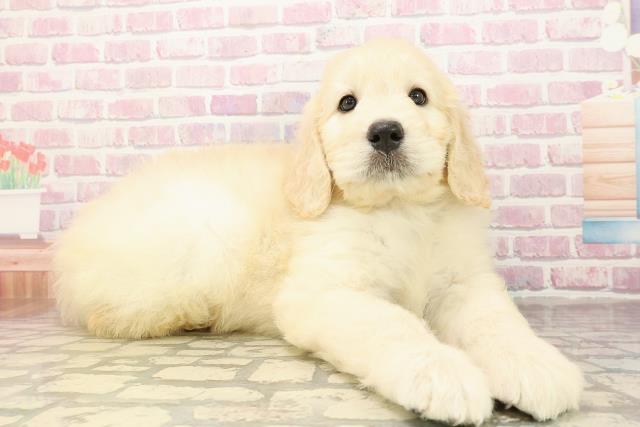 高知県のゴールデンドゥードゥル(ゴールデン×プードル) (Coo&RIKU高知御座店/2025年9月1日生まれ/男の子/クリーム)の子犬の3枚目の画像