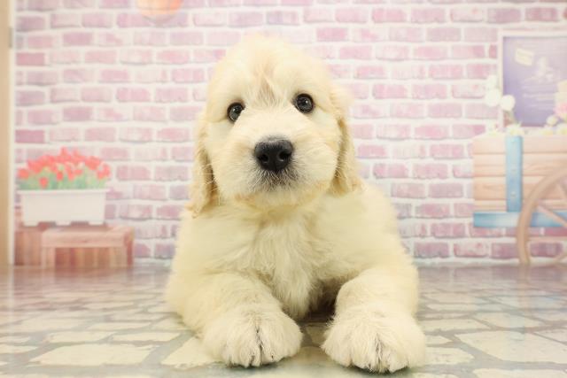 沖縄県のゴールデンドゥードゥル(ゴールデン×プードル) (Coo&RIKU沖縄浦添店/2025年9月1日生まれ/男の子/クリーム)の子犬