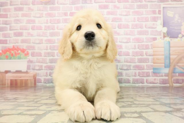 神奈川県のゴールデンドゥードゥル(ゴールデン×プードル) (Coo&RIKU藤沢店/2025年9月1日生まれ/男の子/クリーム)の子犬の1枚目の画像