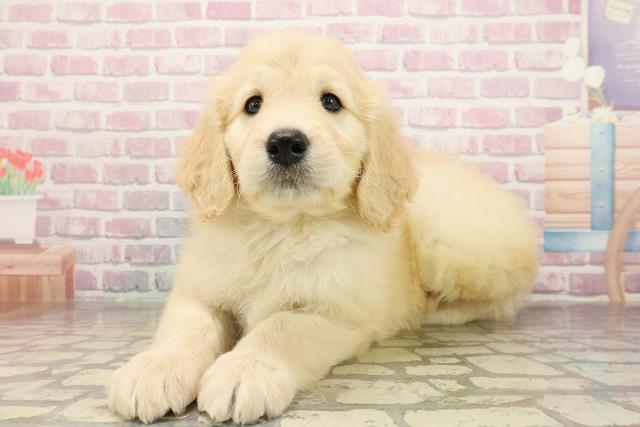 神奈川県のゴールデンドゥードゥル(ゴールデン×プードル) (Coo&RIKU藤沢店/2025年9月1日生まれ/男の子/クリーム)の子犬の2枚目の画像