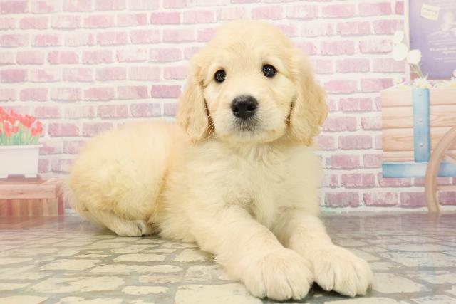 神奈川県のゴールデンドゥードゥル(ゴールデン×プードル) (Coo&RIKU藤沢店/2025年9月1日生まれ/男の子/クリーム)の子犬の3枚目の画像