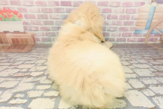 神奈川県のゴールデンドゥードゥル(ゴールデン×プードル) (Coo&RIKU藤沢店/2025年9月1日生まれ/男の子/クリーム)の子犬の4枚目の画像