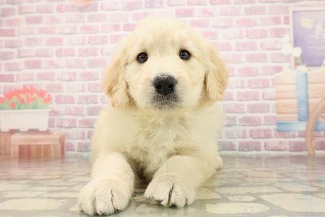 茨城県のゴールデンドゥードゥル(ゴールデン×プードル) (Coo&RIKU水戸店/2025年9月1日生まれ/男の子/クリーム)の子犬